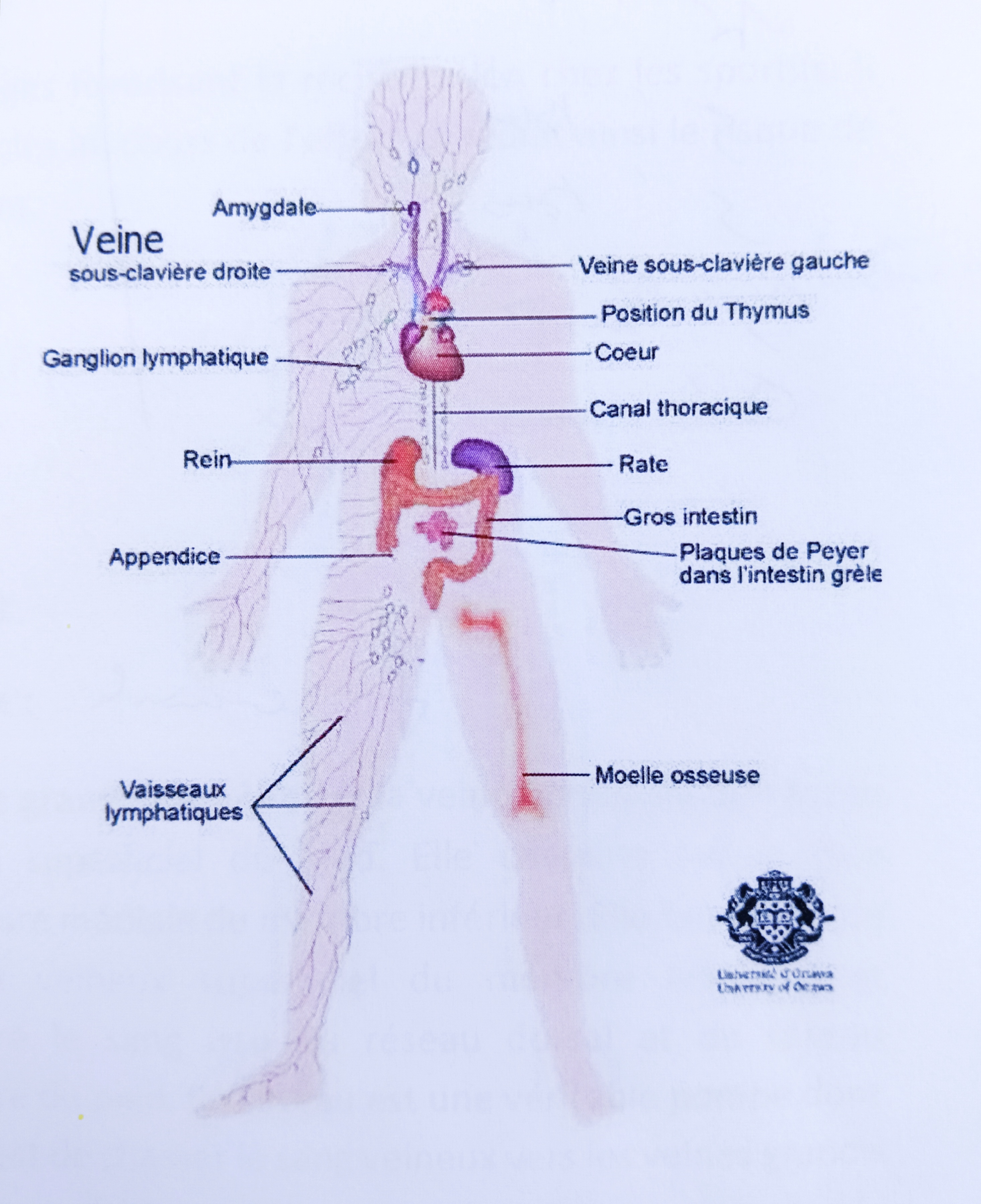 Le drainage Lymphatique