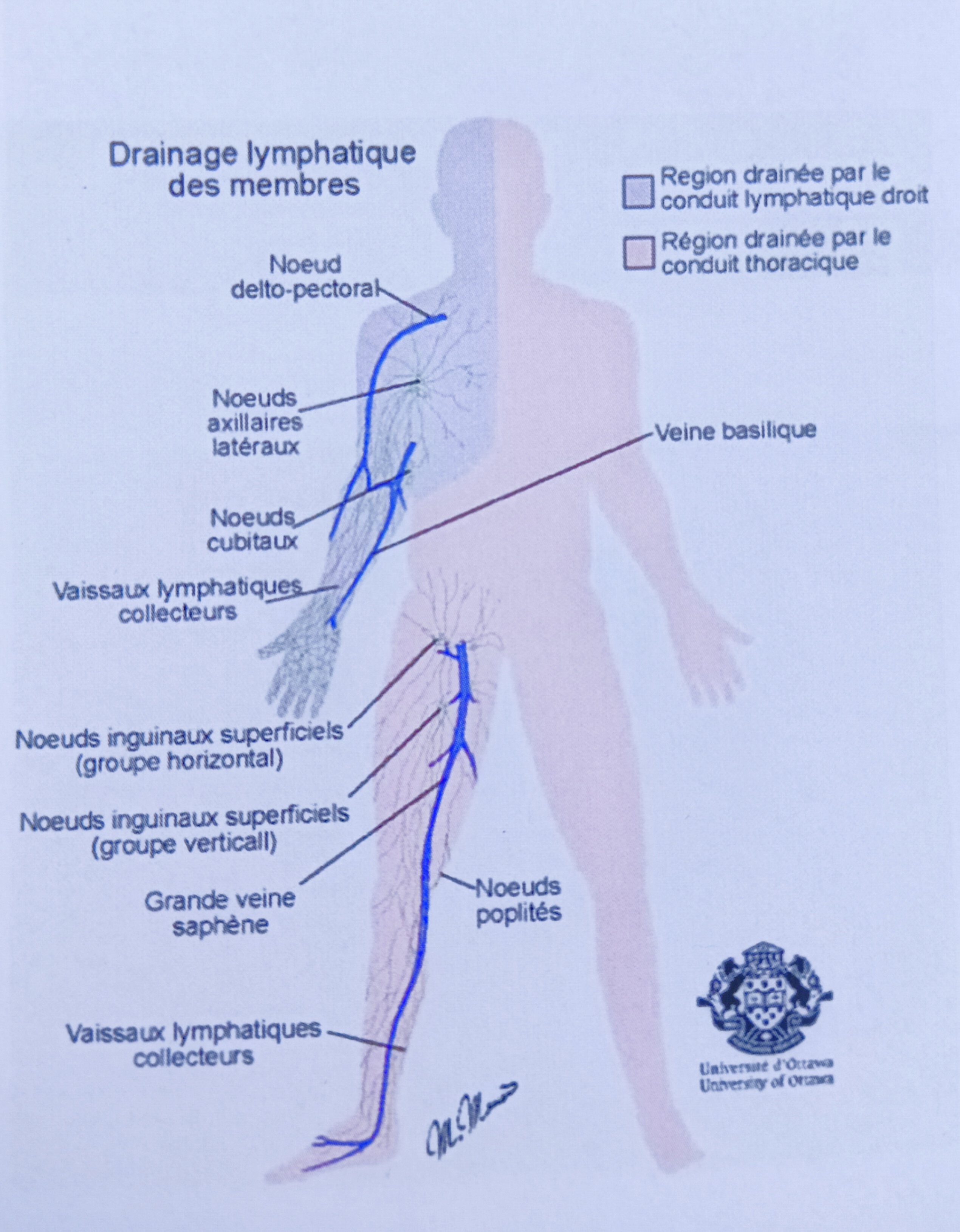 Le drainage Lymphatique